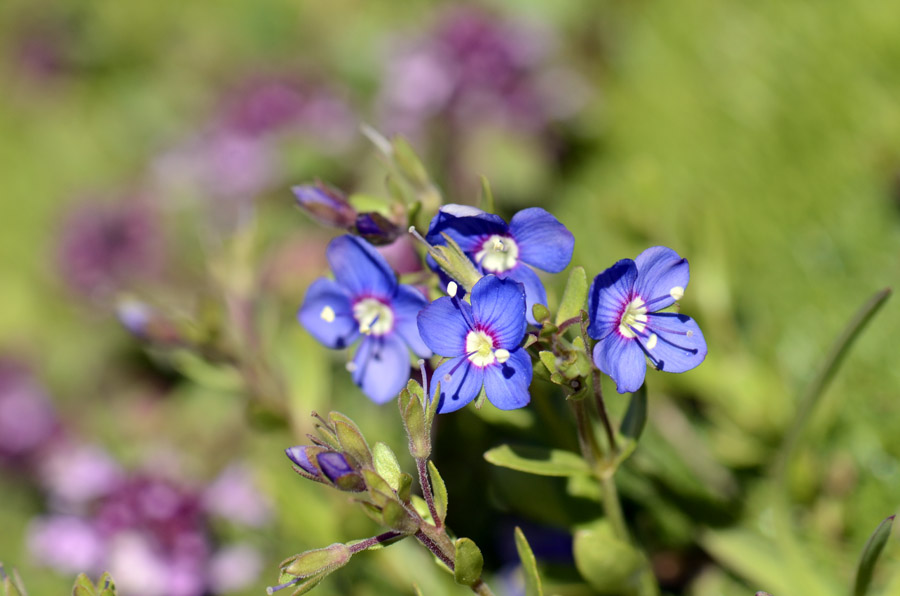 Veronica fruticans / Veronica fruticosa